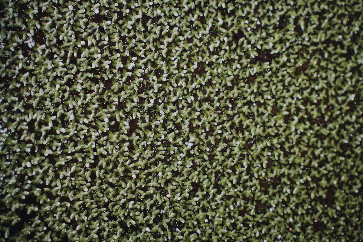 Azolla maggiore: caratteristiche, coltivazione e cura della felce acquatica galleggiante