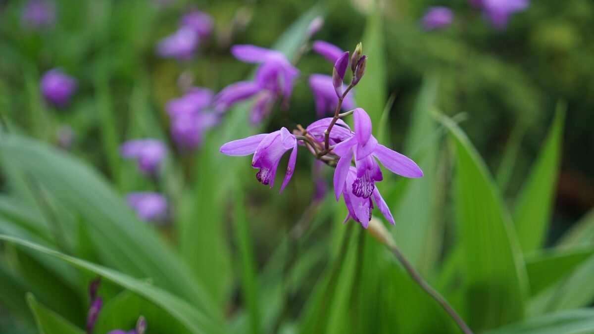 Bletilla striata: l’orchidea da giardino che regala eleganti fioriture primaverili Bletilla striata: l’orchidea da giardino che regala eleganti fioriture primaverili
