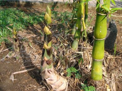 Bambusa multiplex: il bambù ornamentale perfetto per siepi eleganti e giardini rigogliosi