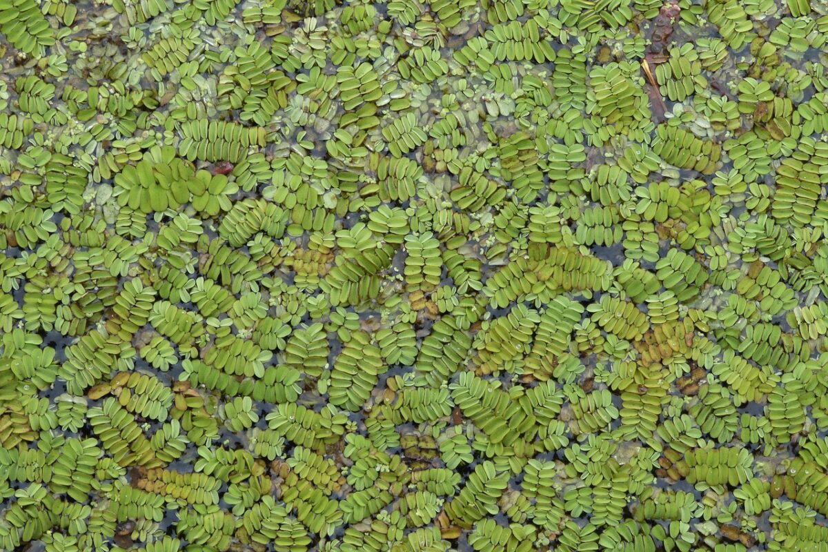 Azolla maggiore: caratteristiche, coltivazione e cura della felce acquatica galleggiante