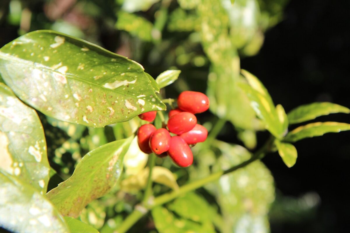 Aucuba: la pianta sempreverde che illumina anche gli angoli più ombreggiati Aucuba: la pianta sempreverde che illumina anche gli angoli più ombreggiati