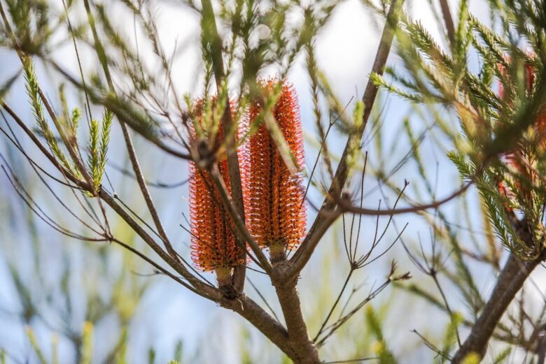Banksia costiera: la pianta australiana dal fascino esotico e dalla fioritura spettacolare