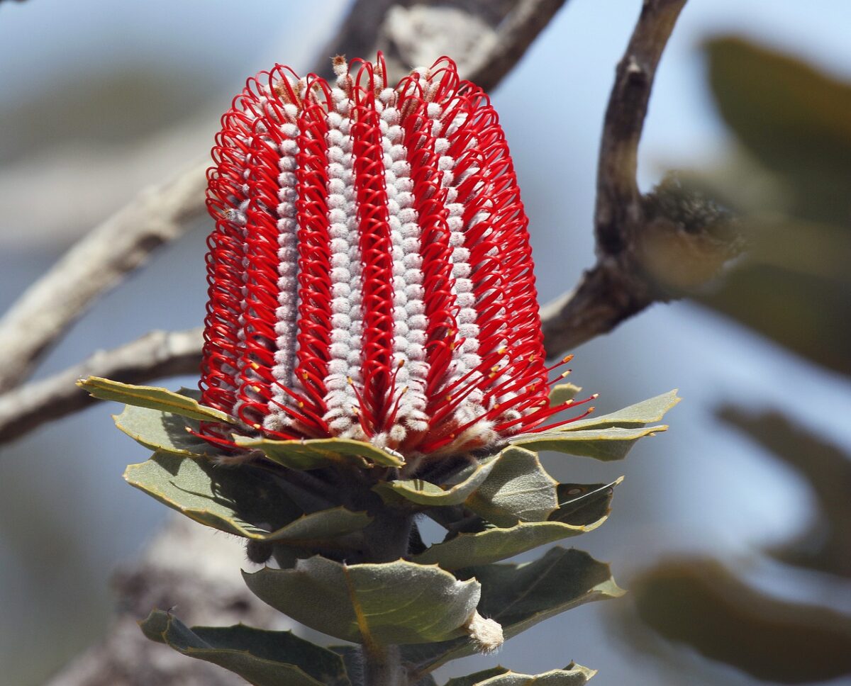 Banksia costiera: la pianta australiana dal fascino esotico e dalla fioritura spettacolare Banksia costiera: la pianta australiana dal fascino esotico e dalla fioritura spettacolare