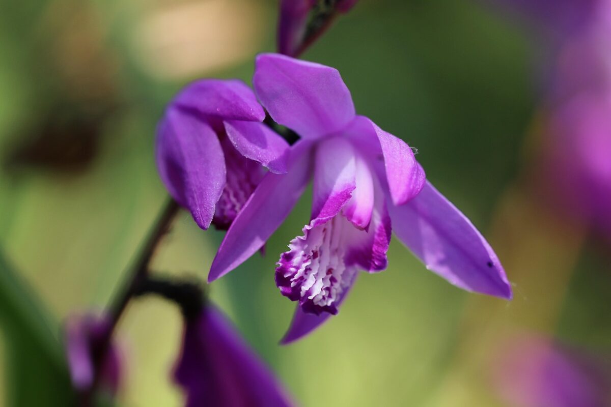 Bletilla striata: l’orchidea da giardino che regala eleganti fioriture primaverili Bletilla striata: l’orchidea da giardino che regala eleganti fioriture primaverili