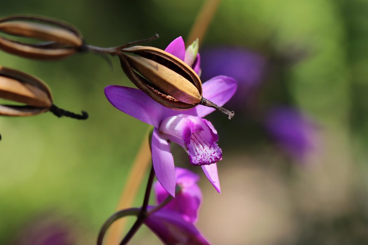 Bletilla striata: l’orchidea da giardino che regala eleganti fioriture primaverili Bletilla striata: l’orchidea da giardino che regala eleganti fioriture primaverili
