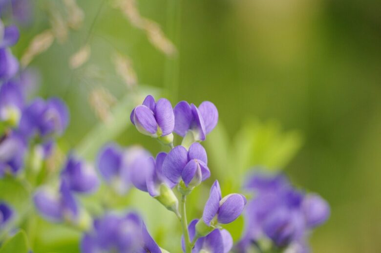 Baptisia australis: la pianta perenne dai magnifici fiori blu
