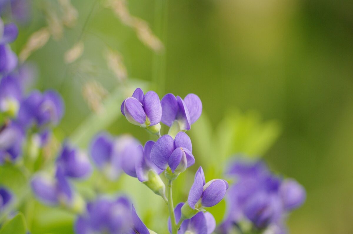 Baptisia australis: la pianta perenne dai magnifici fiori blu Baptisia australis: la pianta perenne dai magnifici fiori blu