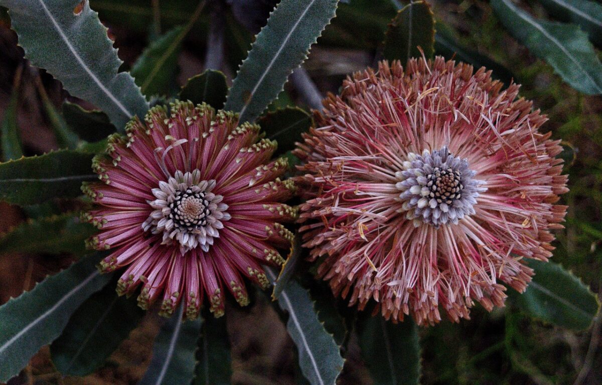 Banksia costiera: la pianta australiana dal fascino esotico e dalla fioritura spettacolare Banksia costiera: la pianta australiana dal fascino esotico e dalla fioritura spettacolare