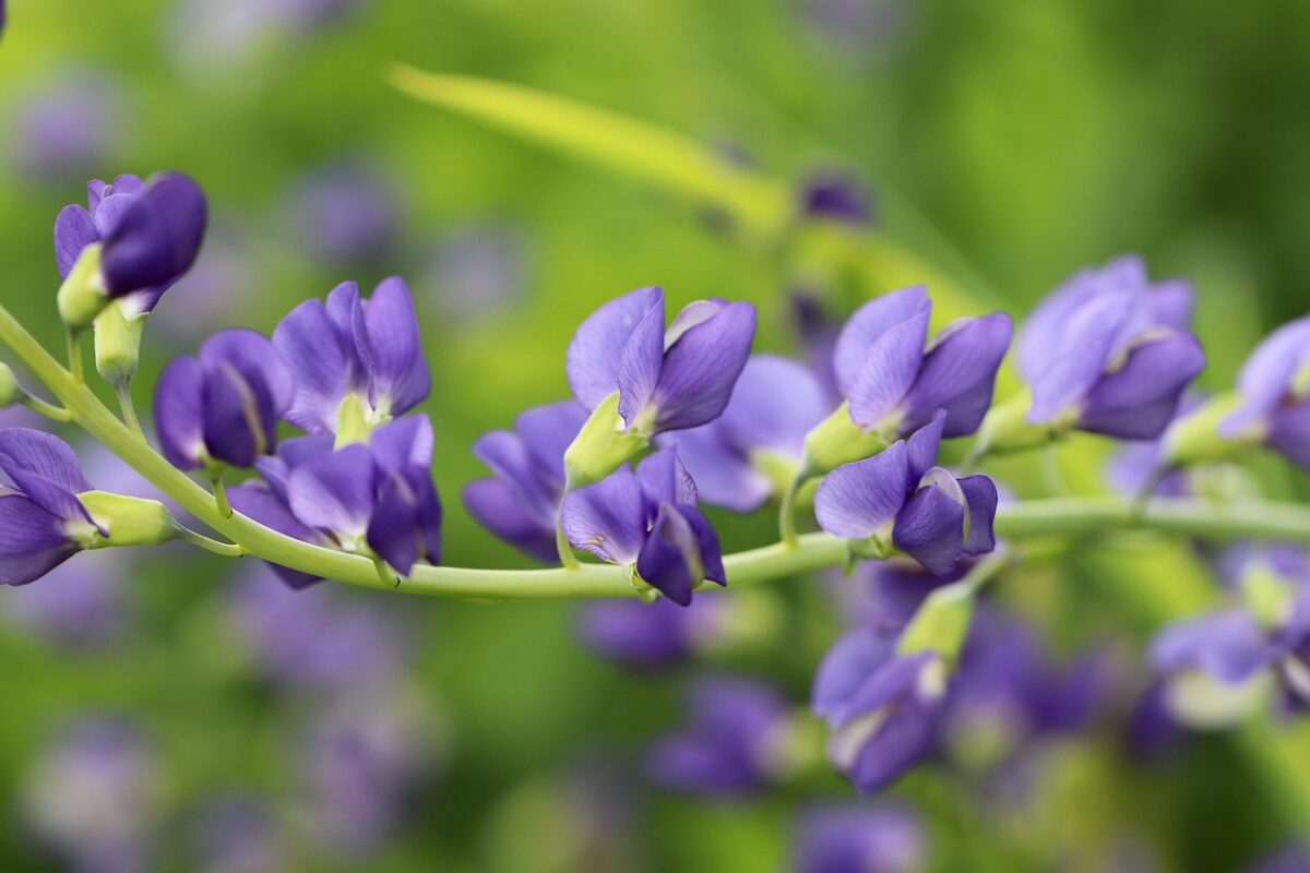 Baptisia australis: la pianta perenne dai magnifici fiori blu Baptisia australis: la pianta perenne dai magnifici fiori blu