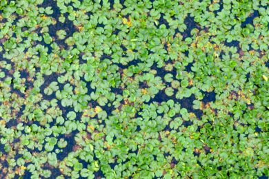 Azolla maggiore: caratteristiche, coltivazione e cura della felce acquatica galleggiante