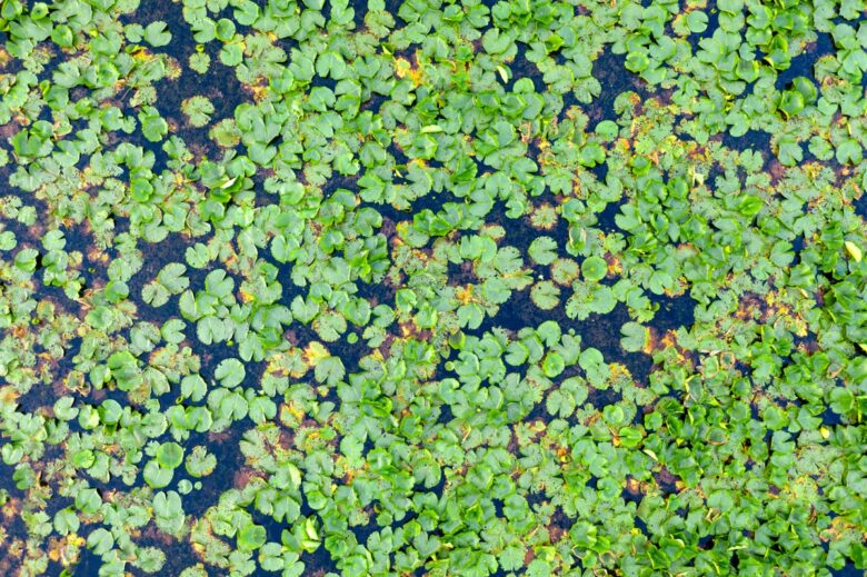 Azolla maggiore: caratteristiche, coltivazione e cura della felce acquatica galleggiante