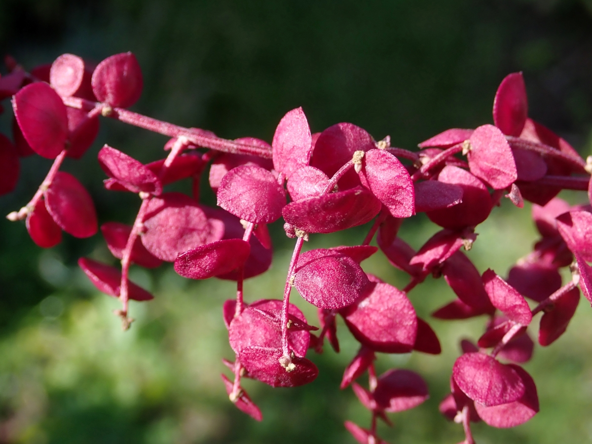 Atreplice degli Orti: caratteristiche, coltivazione e consigli per una crescita rigogliosa Atreplice degli Orti: caratteristiche, coltivazione e consigli per una crescita rigogliosa