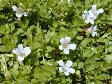 Issopo d’acqua: caratteristiche, coltivazione e consigli per una crescita rigogliosa
