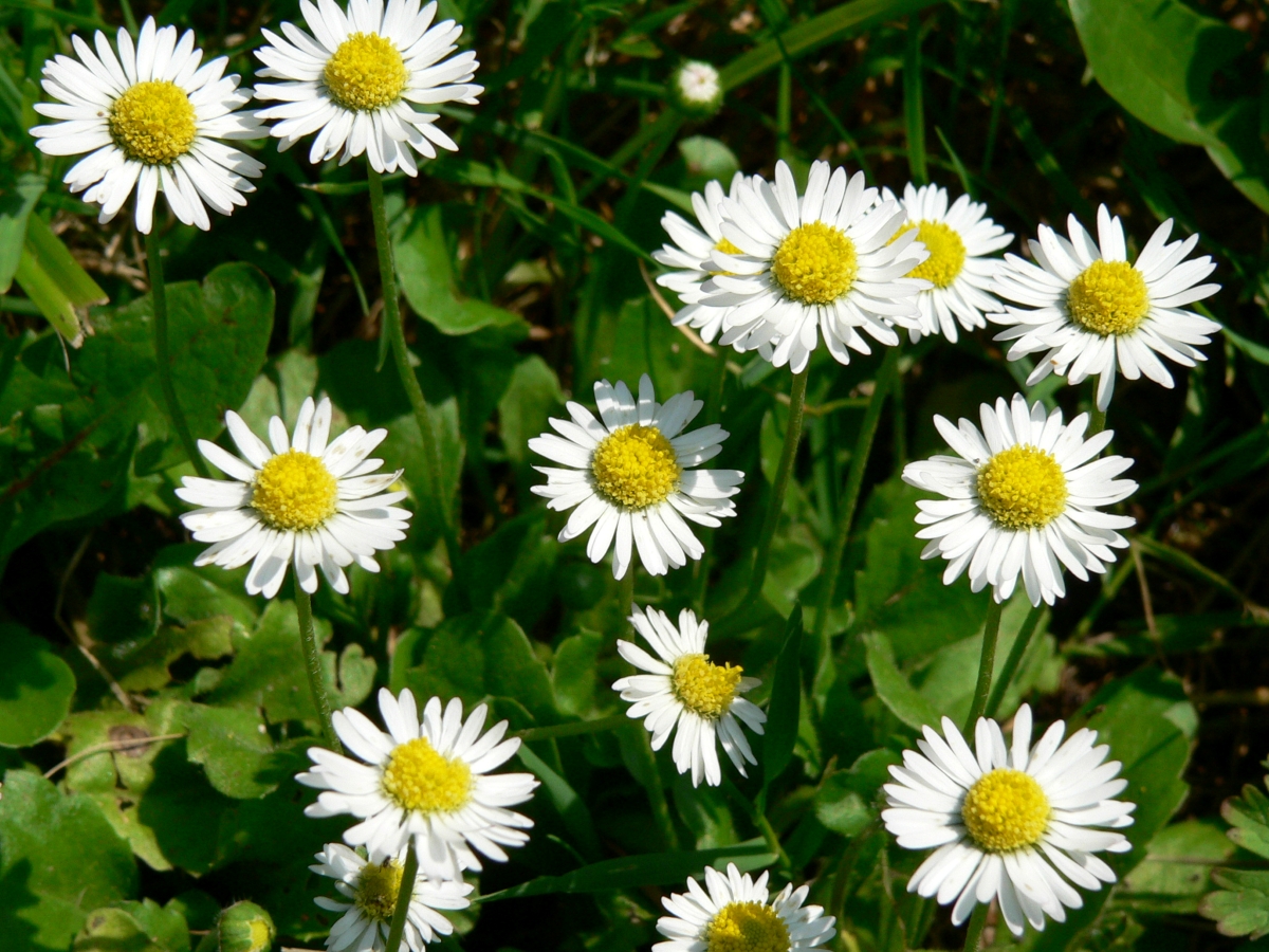 Pratolina comune: come coltivare e curare il piccolo fiore che annuncia la primavera Pratolina comune: come coltivare e curare il piccolo fiore che annuncia la primavera