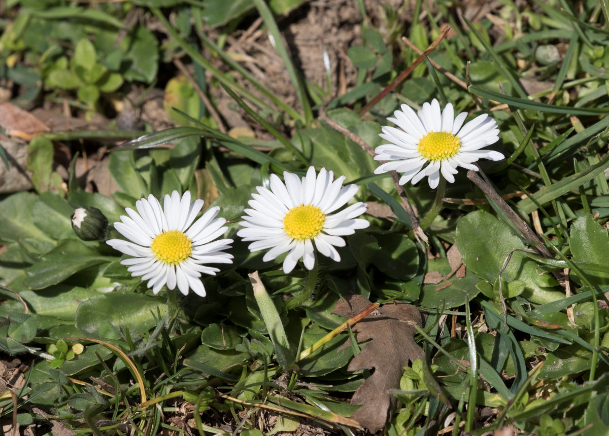 Pratolina comune: come coltivare e curare il piccolo fiore che annuncia la primavera Pratolina comune: come coltivare e curare il piccolo fiore che annuncia la primavera